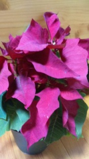Poinsettia